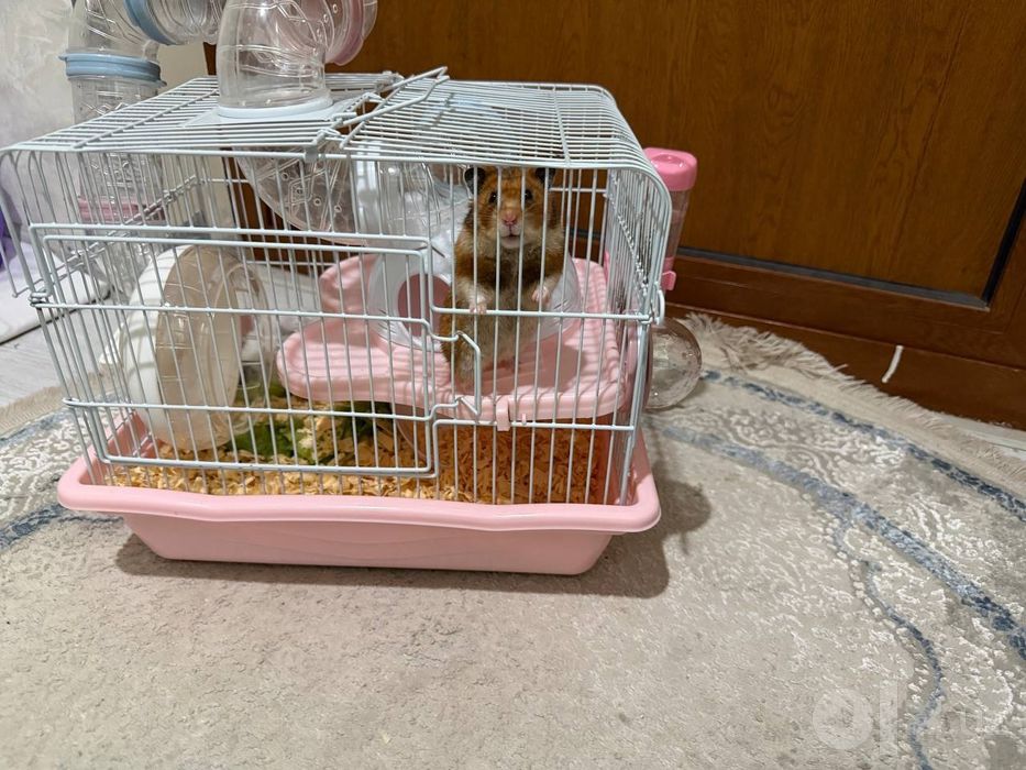 хомяк, кафас, 2тадан