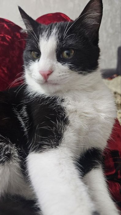 Отдам в добрые руки бесплатно