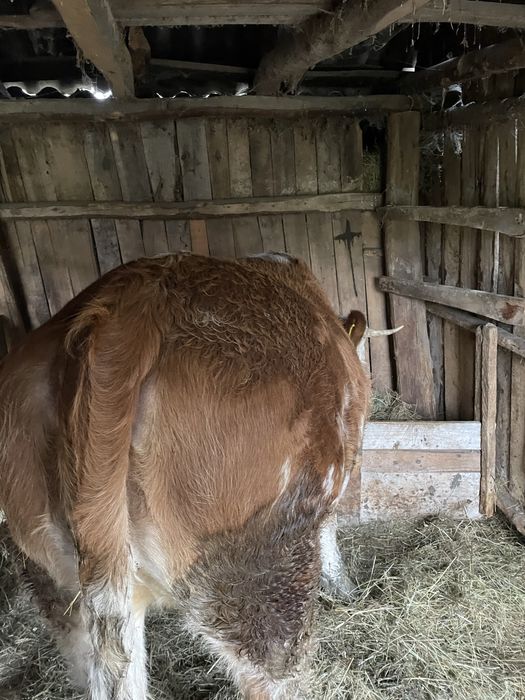 Vând Vita vârsta 1 an si 8 luni
