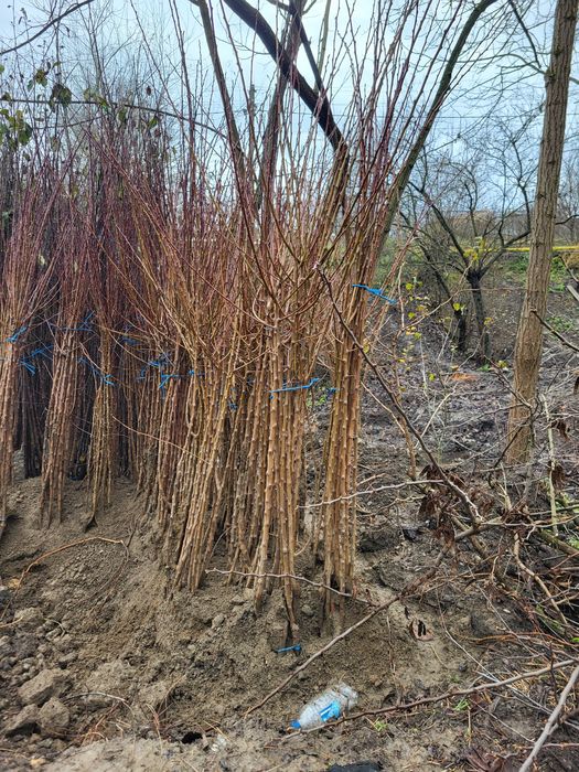 Vând pomi fructiferi