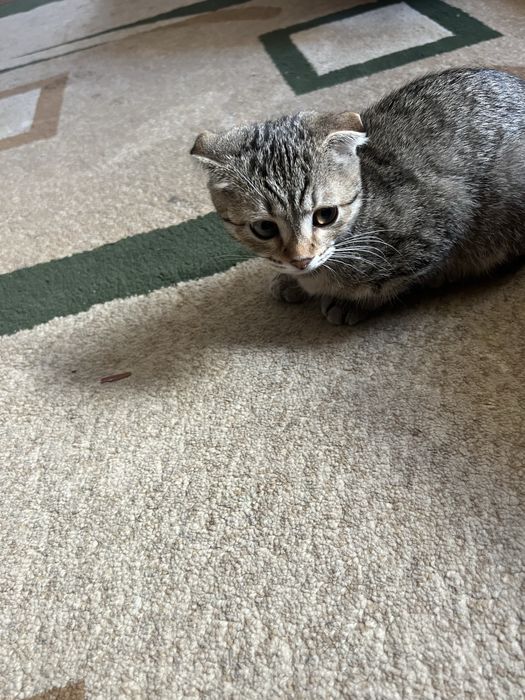 Отдам вислоухого котенка