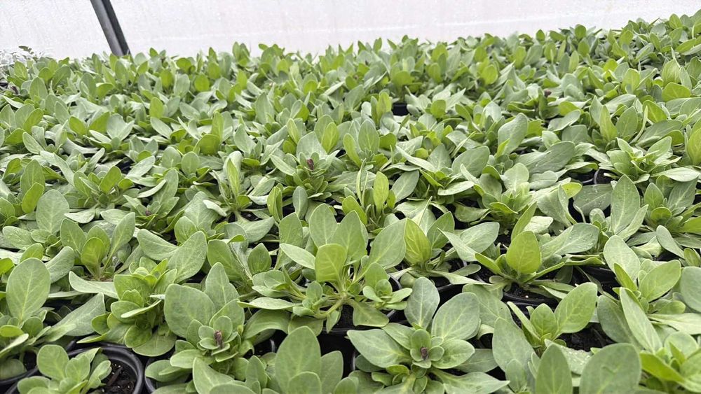 Flori finisate si semifinisate de vânzare en-gros