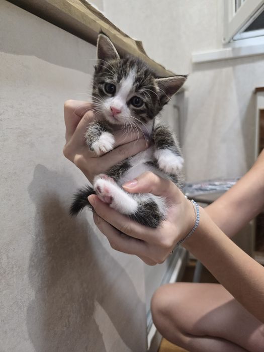 Отдаём котят мальчик и девочка, в добрые  и  ответственные  руки.