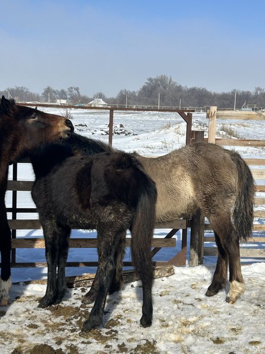 Еркек 2 тай сатамын