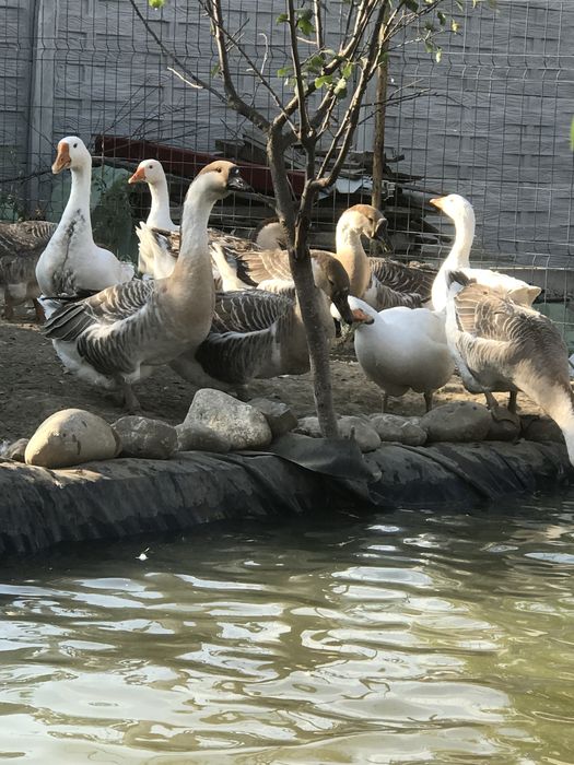 Vand sau schimb gaste americane