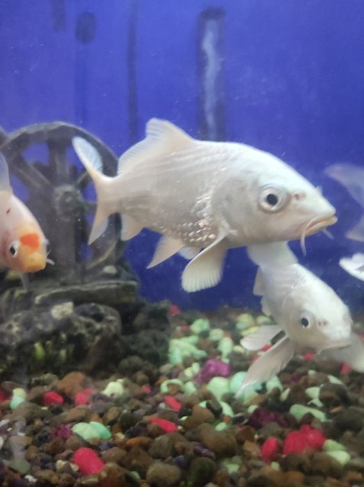 Koya.Hamda Kameta baliqlari