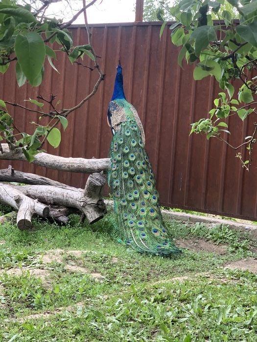 Продам яйцо индийского павлина