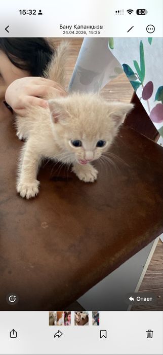 Продам котенка шотландец