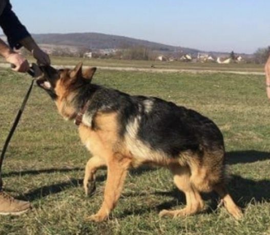 Plimbare si Dresaj canin