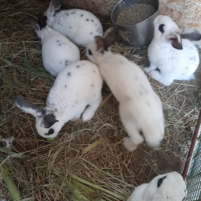 Iepuri de rasa..