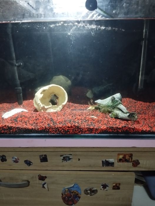 Acvariu complet echipat