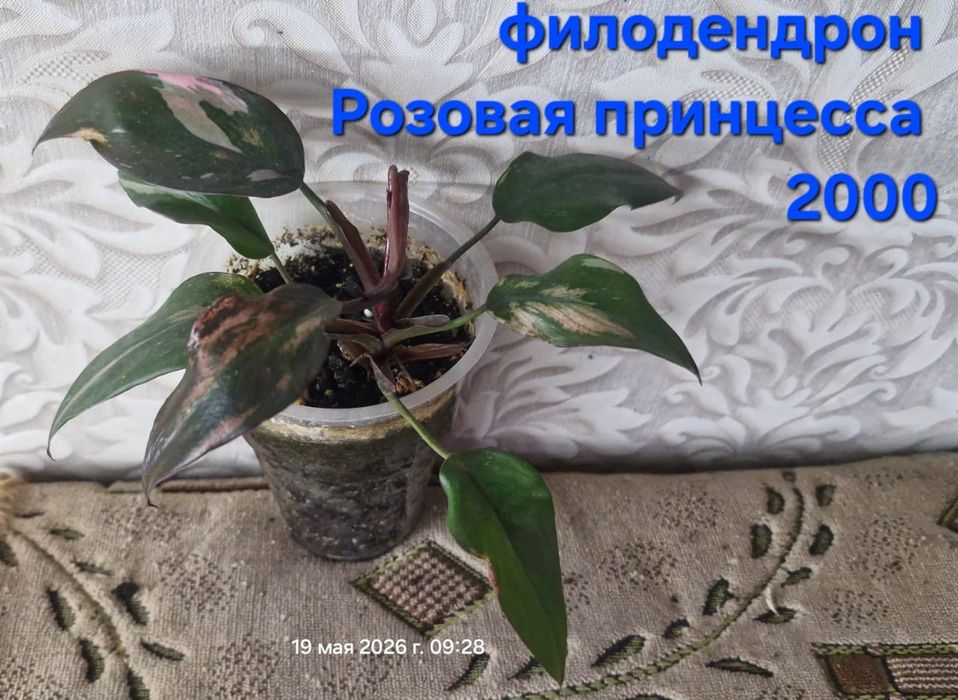 Цветы домашние разные