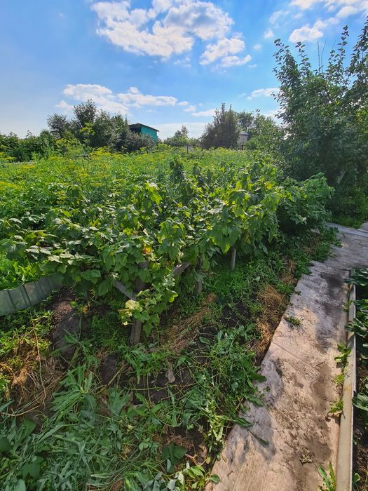 Продам дачу в дачном обществе Ромашка