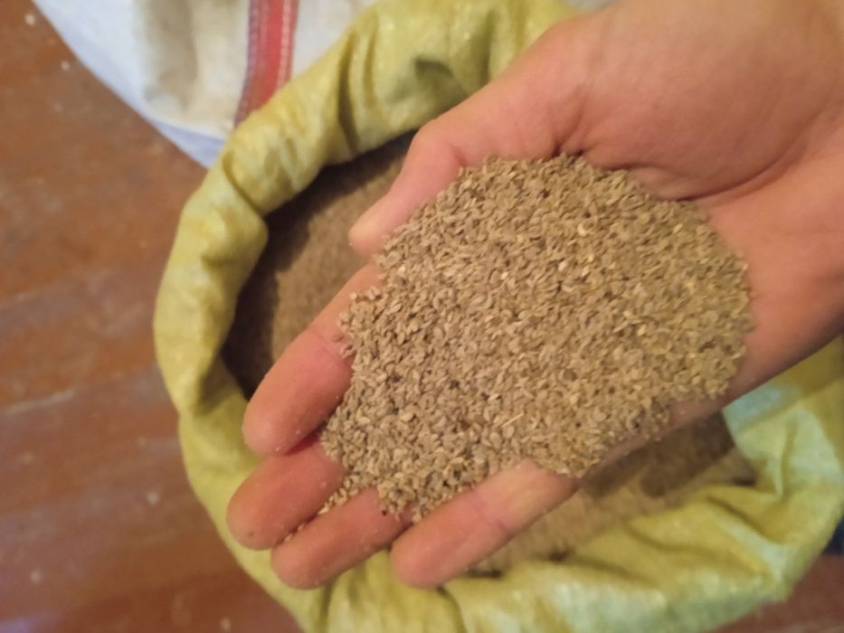 Petrushka urug bor ishonarli garantiyali pachkani bolasi