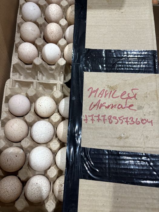 Инкубационное яйцо индейка