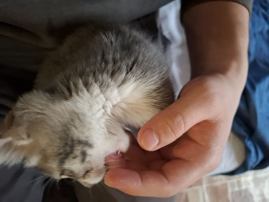 Кошка 4 месяца бесплатно