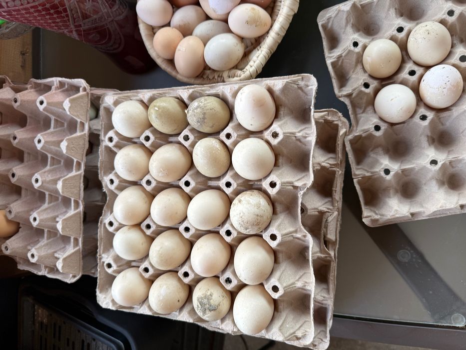 Oua de gaina si rata