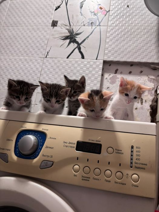 Котята маленькие