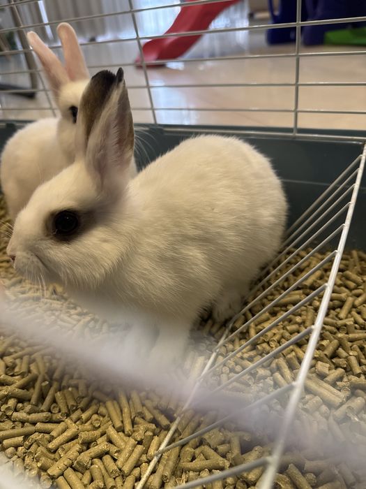 Кролик карликовый