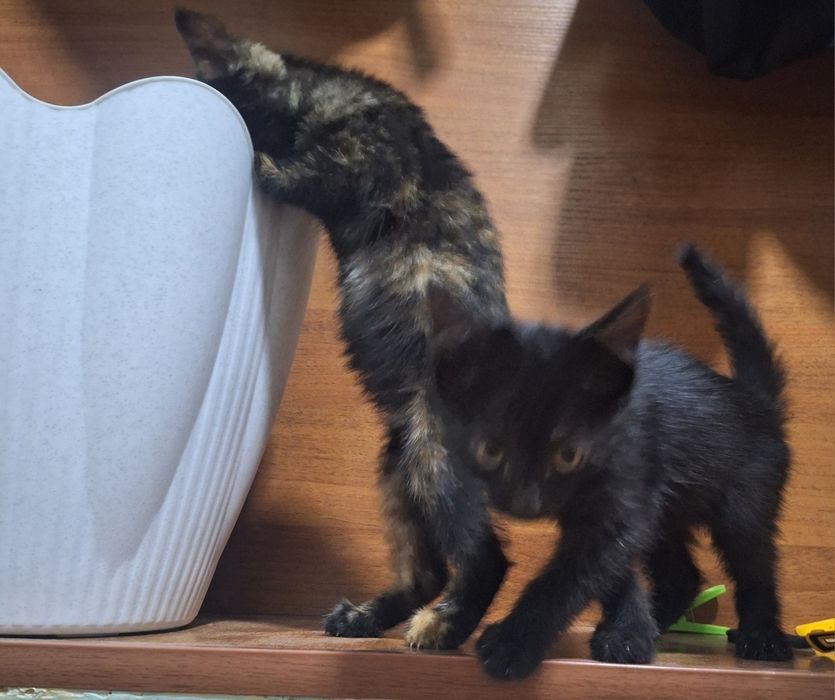 Отдам котят бесплатно