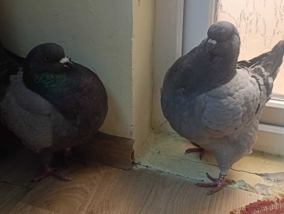 Vând o pereche de porumbei king