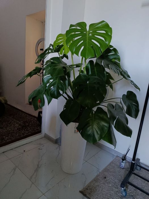 Monstera hona guli