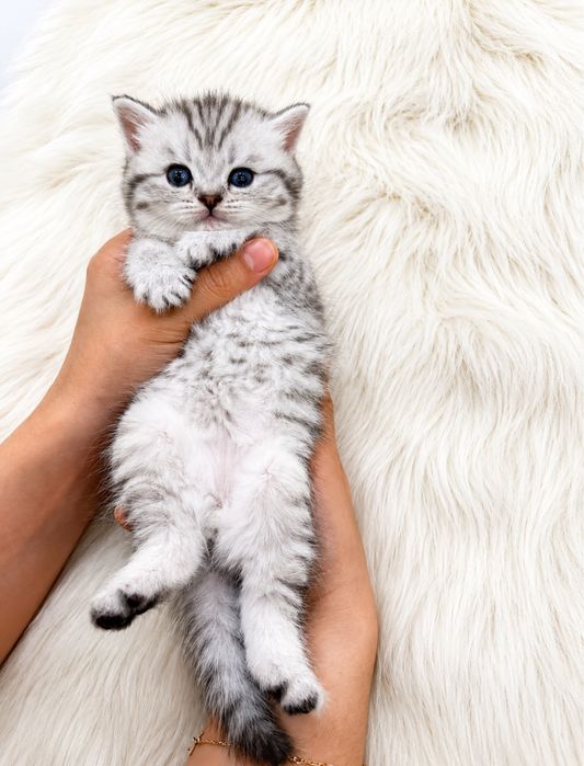 Mushuk scottish fold