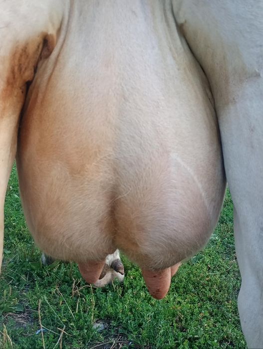 Vand vaca fatata recent
