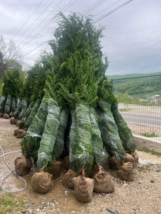 Leylandii uriași 2.5m - 3m gard viu verde veșnic natural