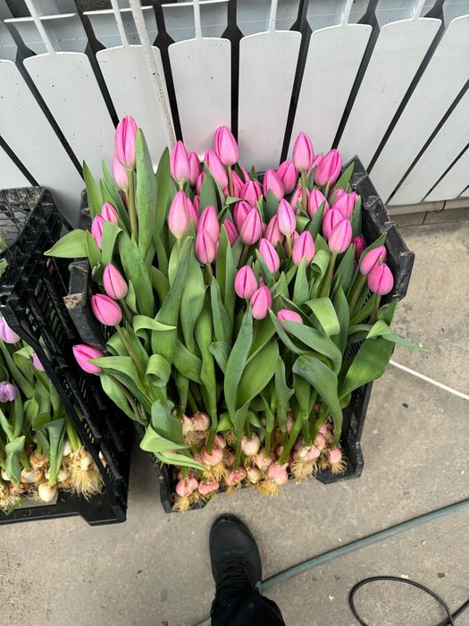 Тюльпаны в розницу 150 тг