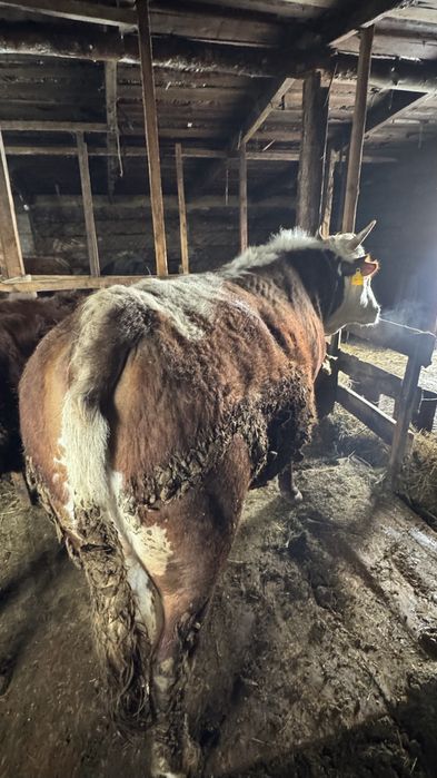 Продам бычков 9 голов