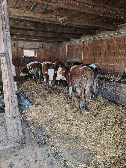 Vând viței bălțați și belgian