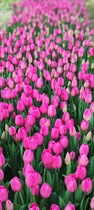 Тюльпаны  оптом.