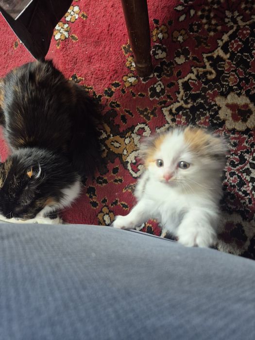 Котенок продам Шотланский