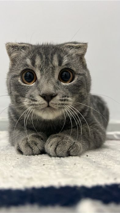 Mushuk sotiladi o’g’il bola Skottish fold