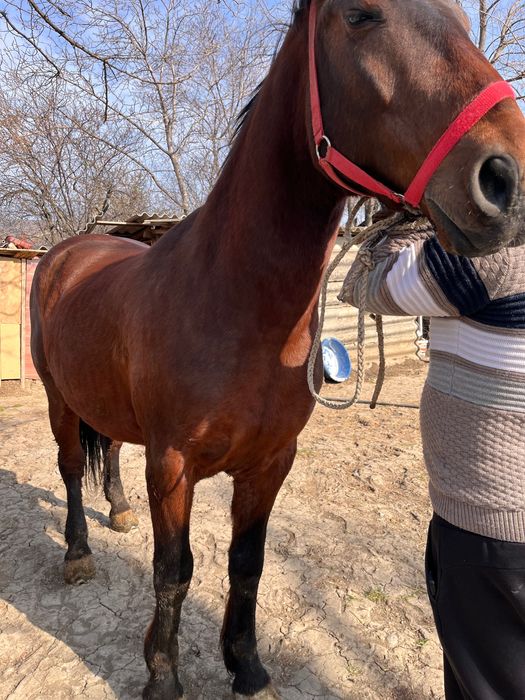 Vând cal foarte cuminte !