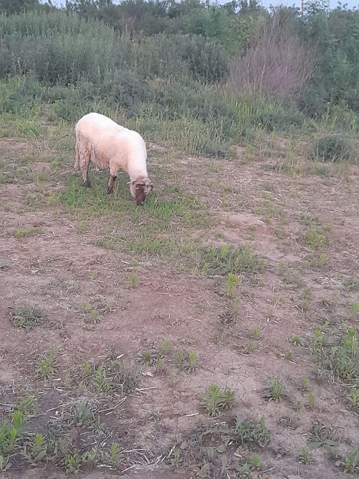 De vanzare o oaie cu miel, la prima fătare
