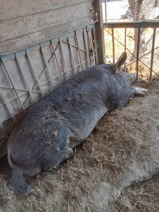 Продам кабана производителя