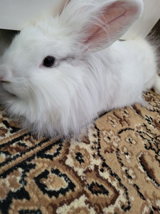 Продаю кролика декоротивного