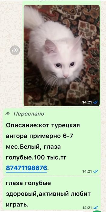 Кот,кошка,питомец