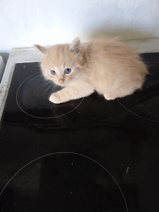 Котята британцы.