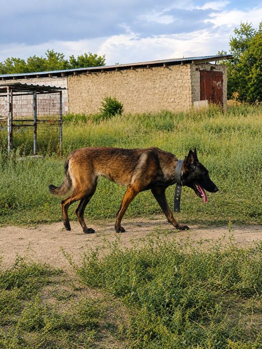 бельгийский овчарка