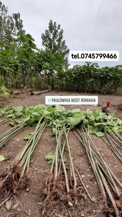 Copacei și butași Paulownia,creștere rapidă direct din pepinieră