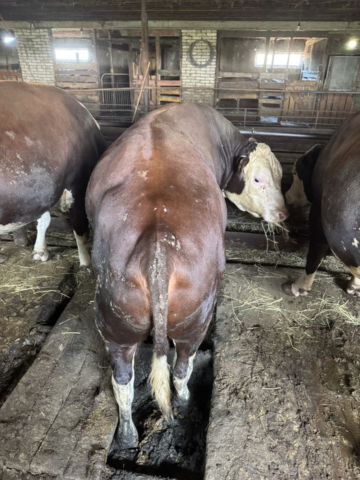 Продам быков с откорма