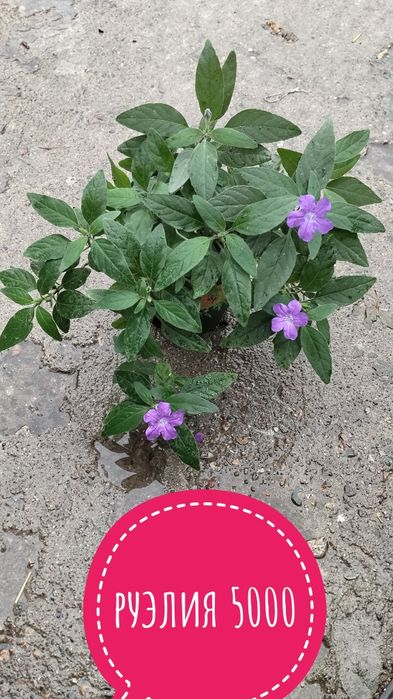 Цветы.    комнатные