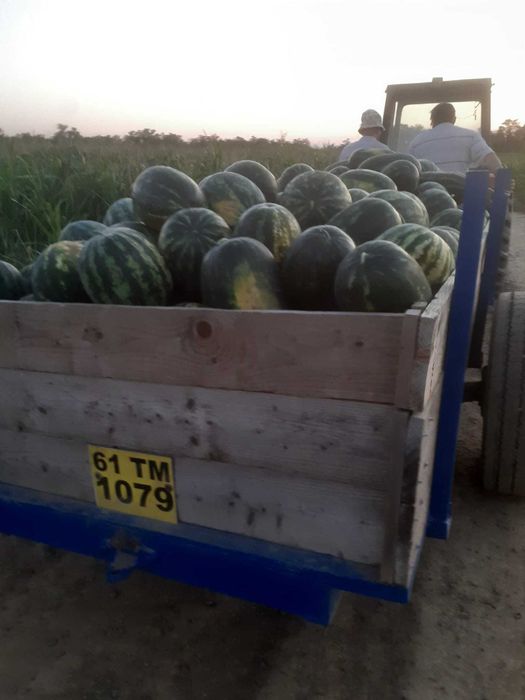 Lubenița proaspăta