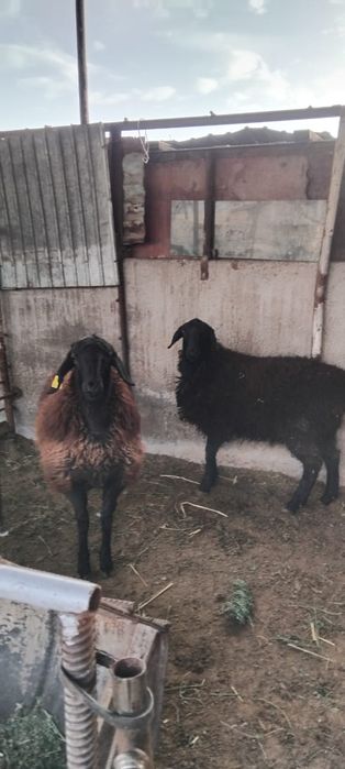 Қой сатылыды семіз