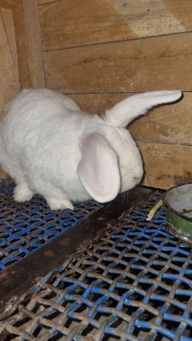 Продам кроликов рабочих