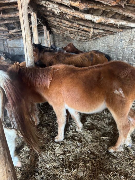 Продаю срочно еркек тай