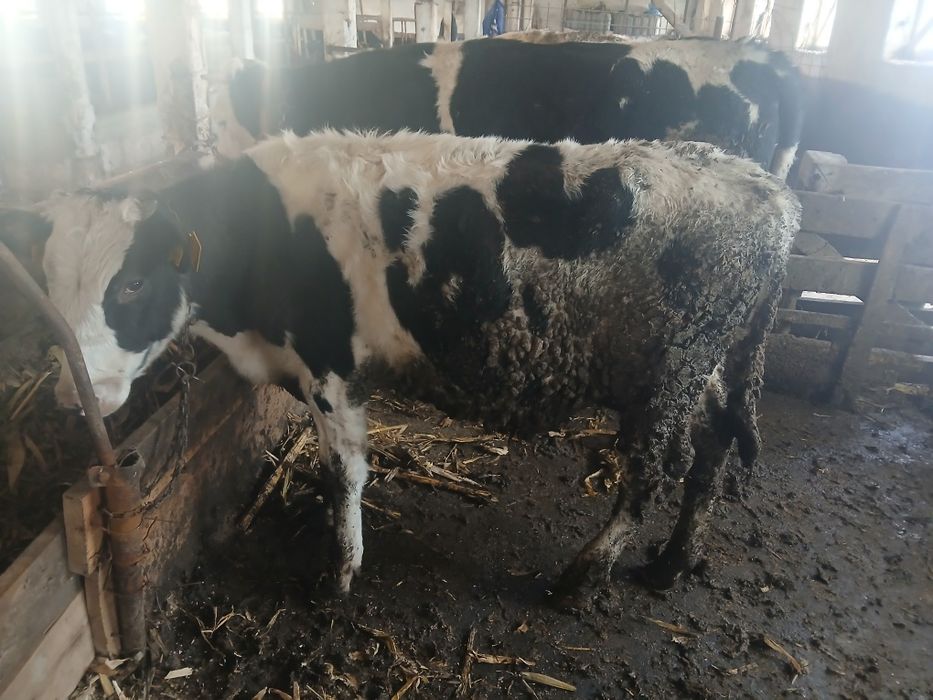 Tauras 6 luni de vanzare